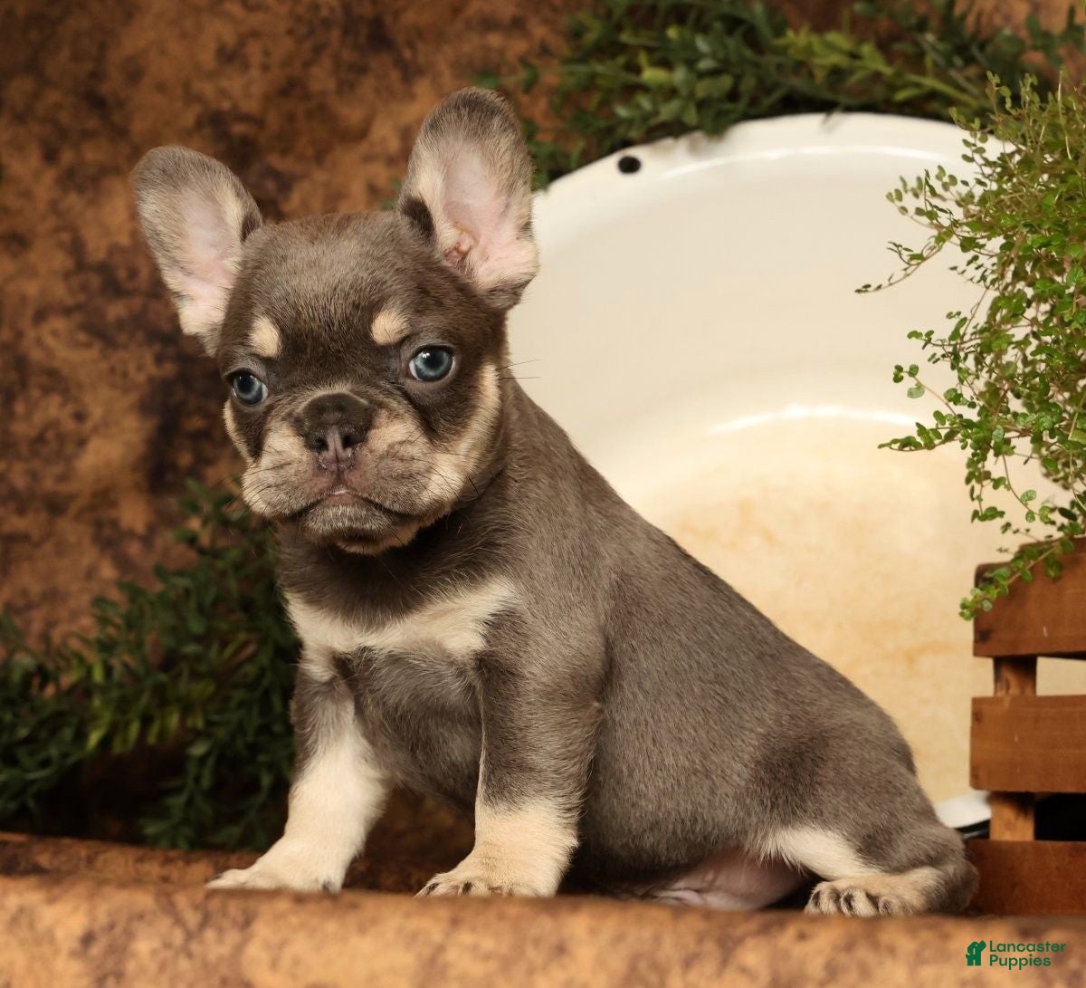 French Bulldog dogs for sale: Lenny - Ad 4