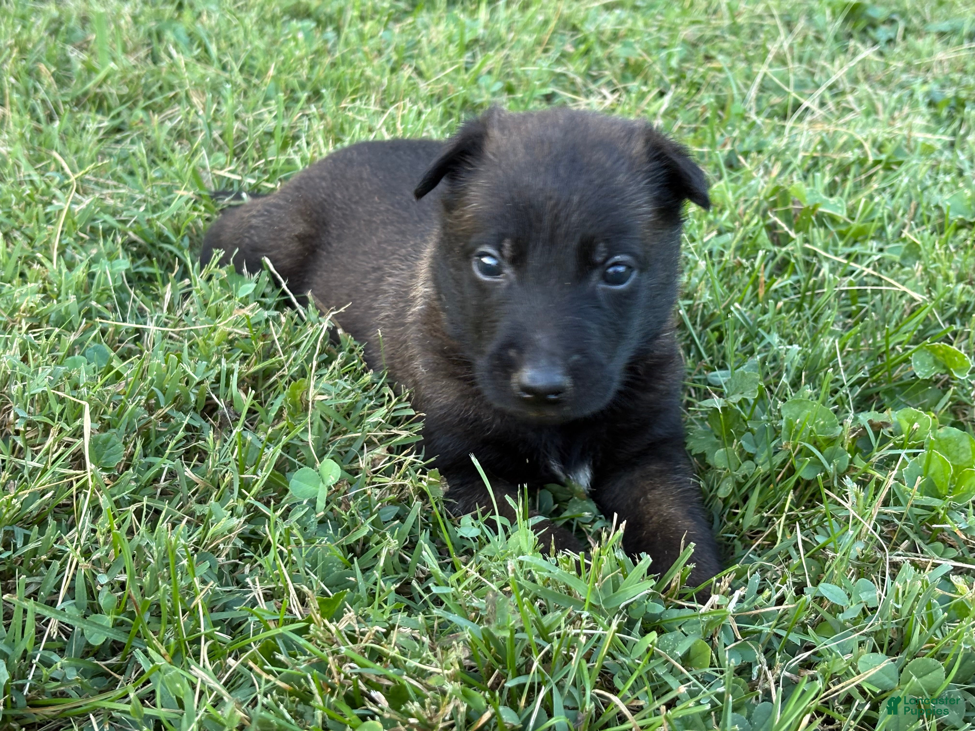 Belgian Malinois