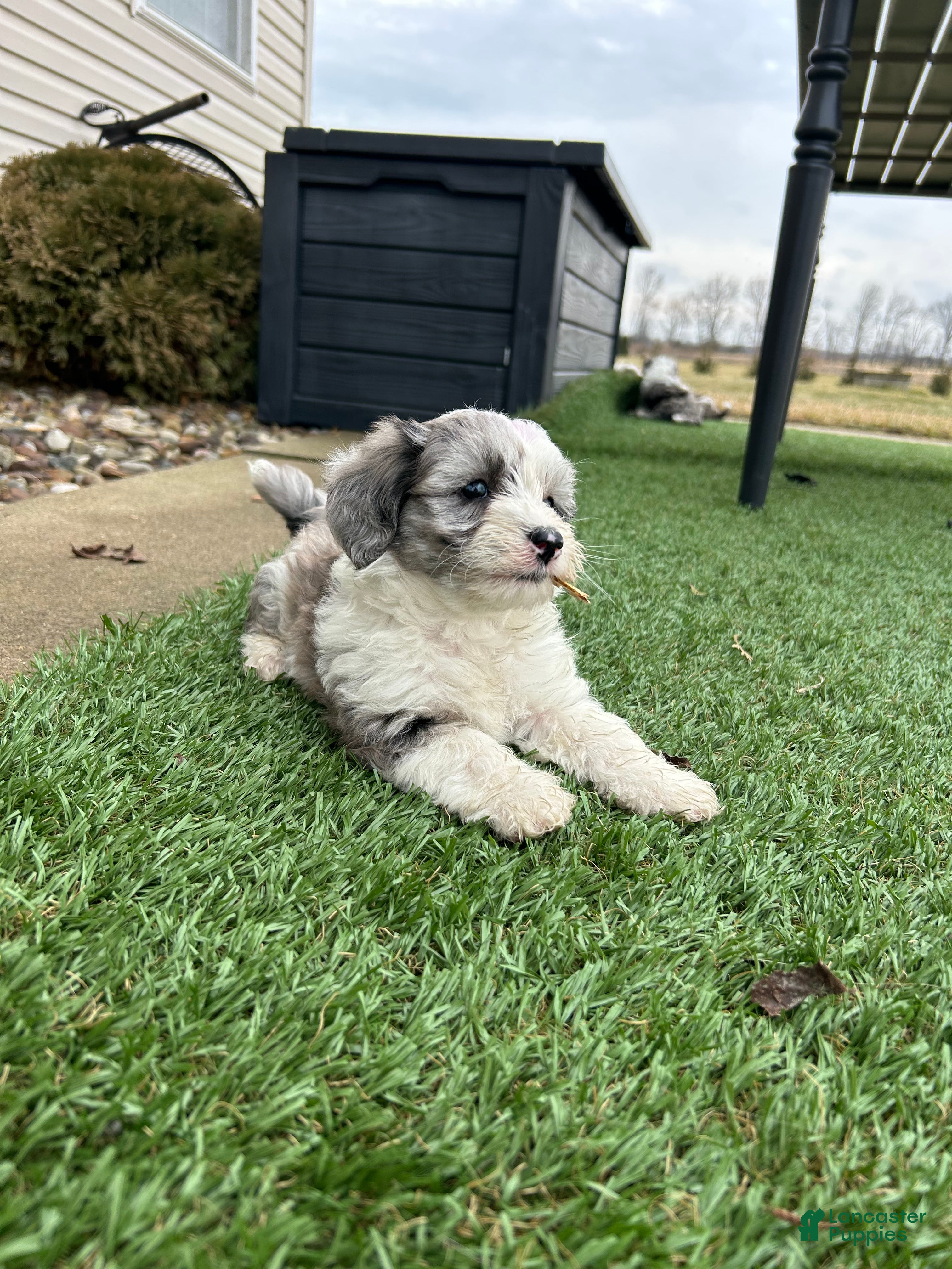 Mixed Breed dogs Skye - Ad 2