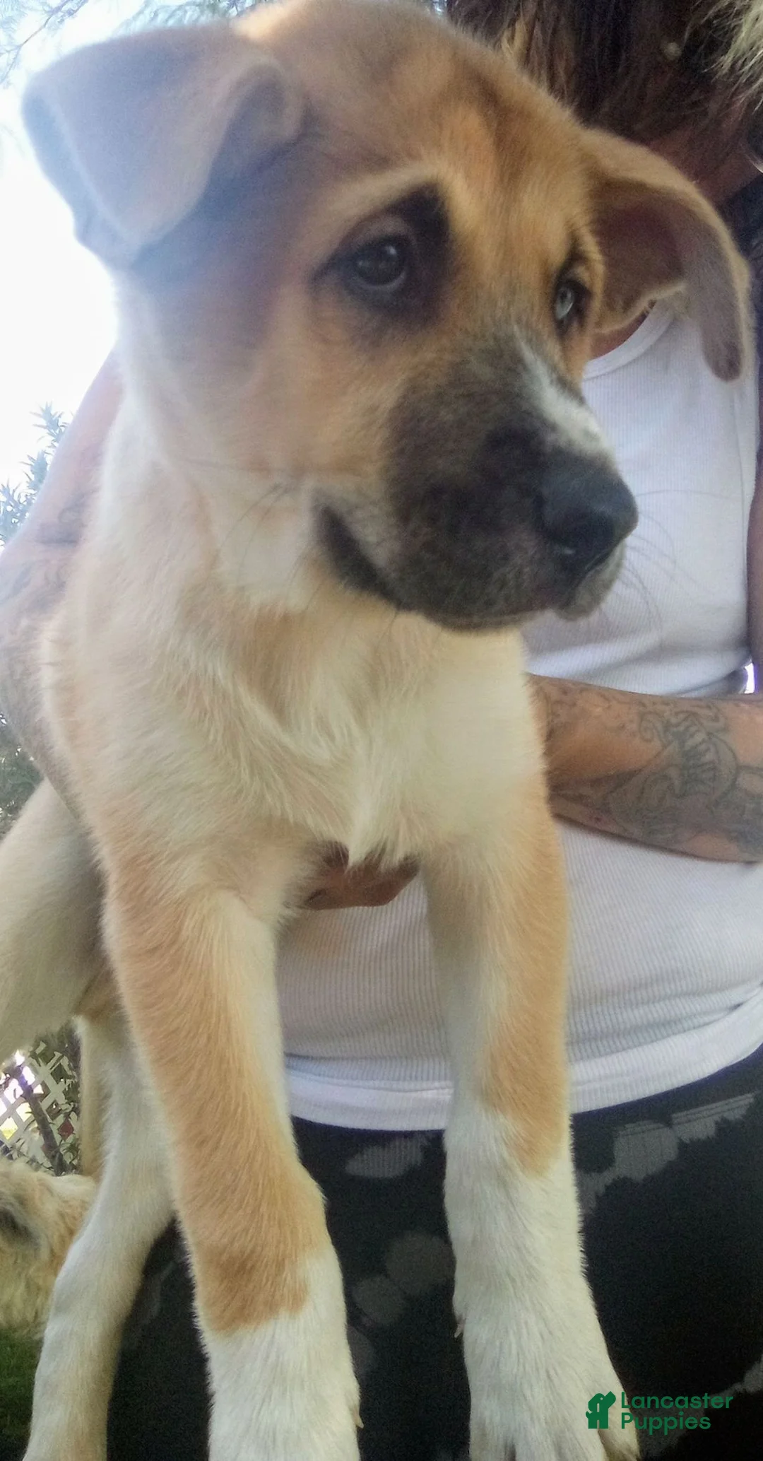 Mixed Breed dogs for sale: Duke - Ad 2