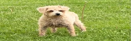 Schnoodle dogs for sale: Emily  - Ad 3