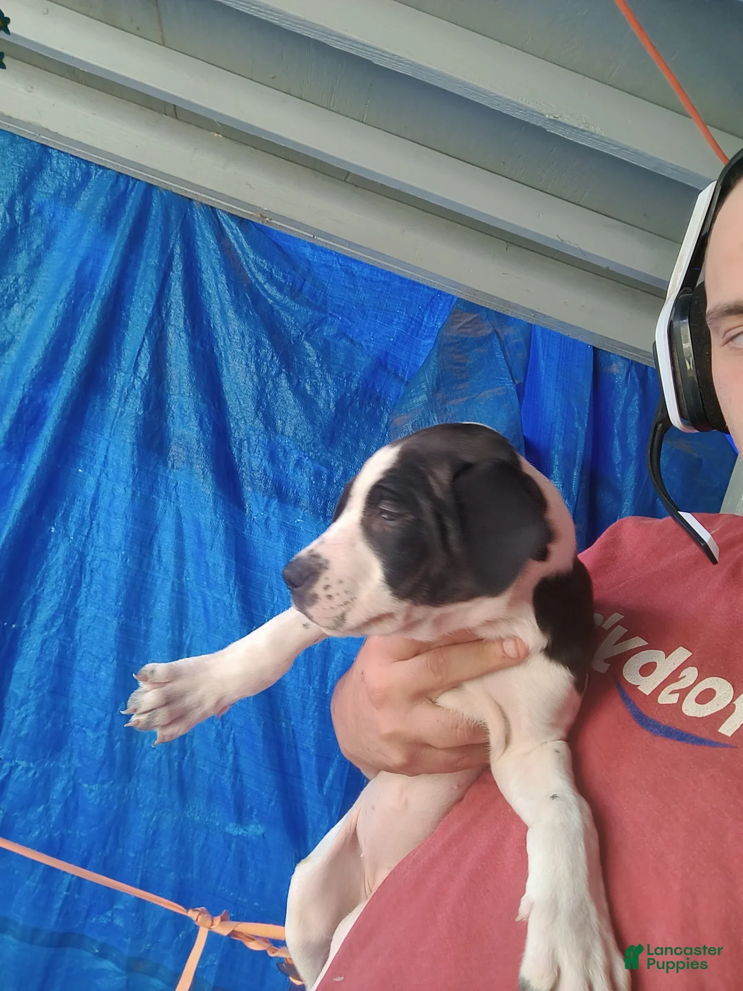 Mixed Breed dogs for sale: Claireabell - Ad 2