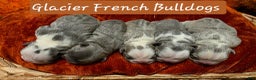 French Bulldog dogs for sale: Sven- a Blue Big Rope Frenchie - Ad 12