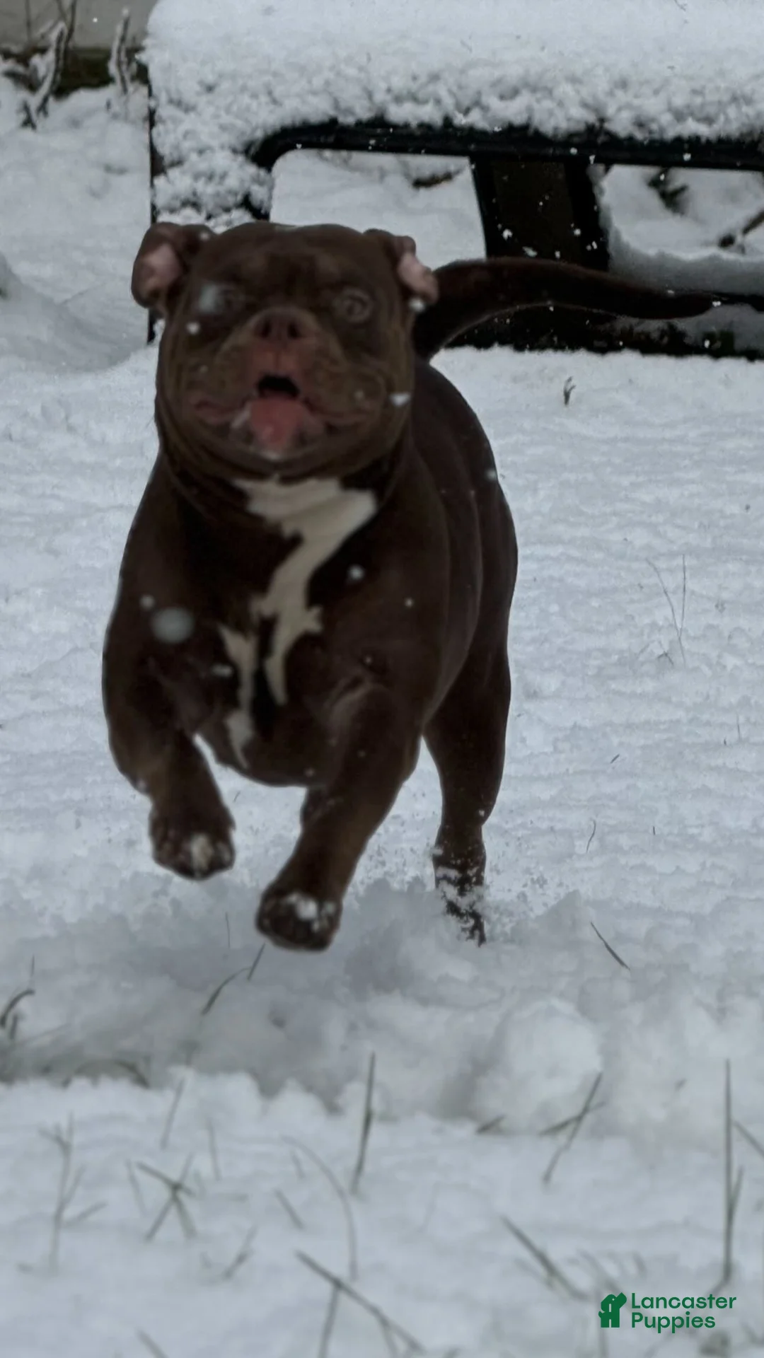 American Bully dogs for stud: Peso  - Ad 4