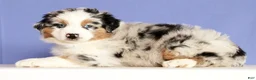 Miniature Australian Shepherd dogs for sale: Jackson - Ad 4