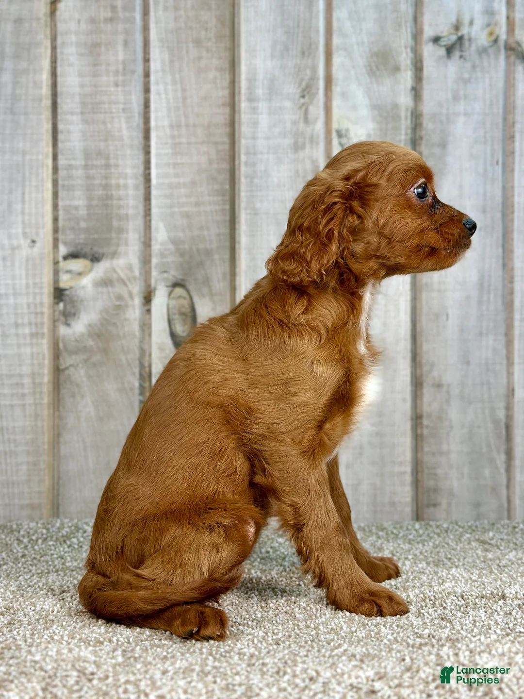 Cavapoo dogs for sale: Girl Dolly - 4937 - Ad 3