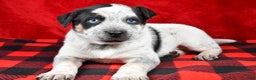 Australian Cattle Dog dogs for sale: Diesel - Ad 6