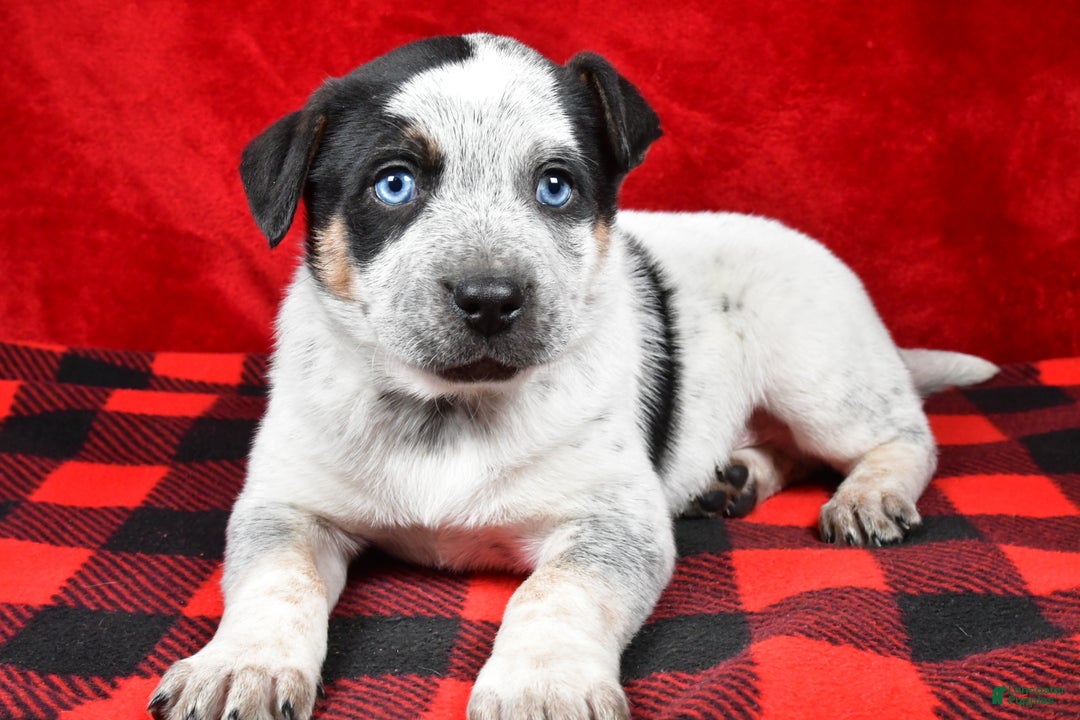 Australian Cattle Dog dogs for sale: Diesel - Ad 6