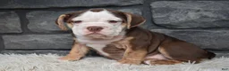 Beabull dogs for sale: Tessa  - Ad 3