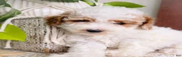 Toy Poodle dogs for sale: Nemo - Ad 14