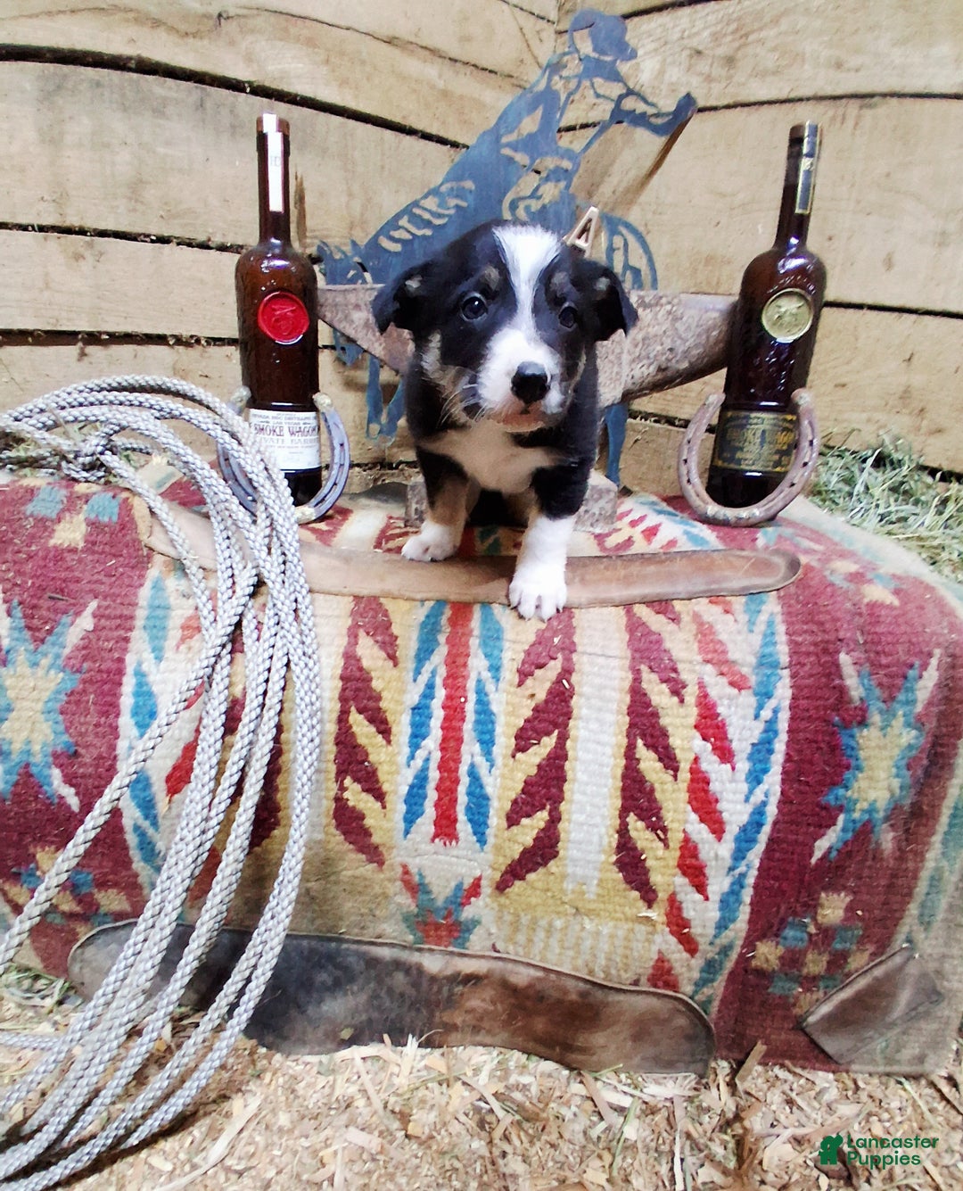 Border Collie dogs for sale: Border Collie Puppy 2 - Ad 3