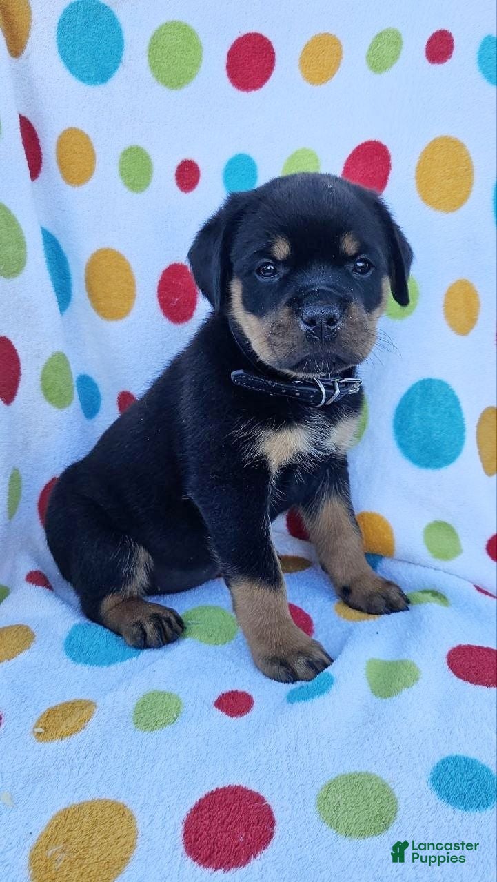 Rottweiler dogs Brynn - Ad 1