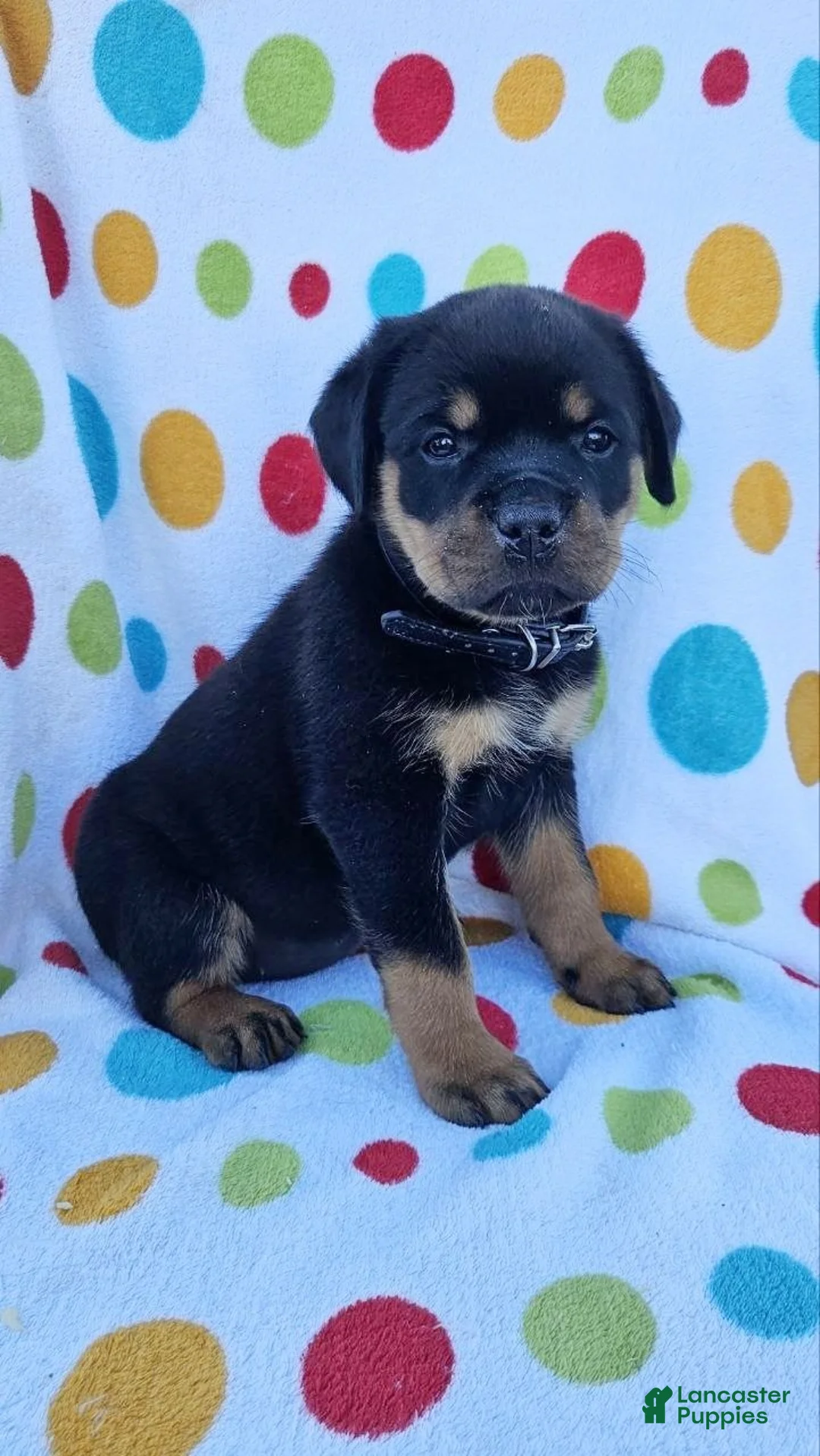 Rottweiler dogs for sale: Brynn - Ad 1