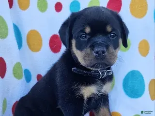 Rottweiler dogs for sale: Brynn - Ad 3