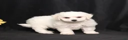 Bichon Frise dogs for sale: Luke - Ad 4