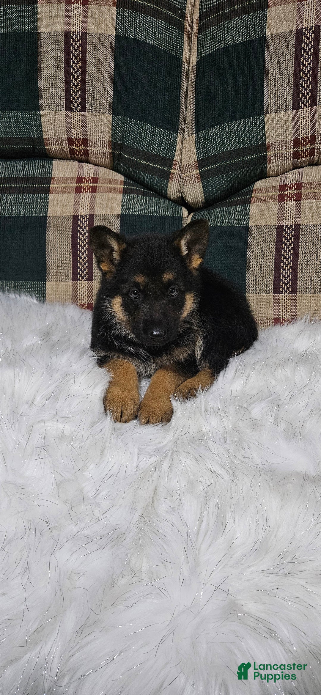 German Shepherd dogs for sale: Finn - Ad 10