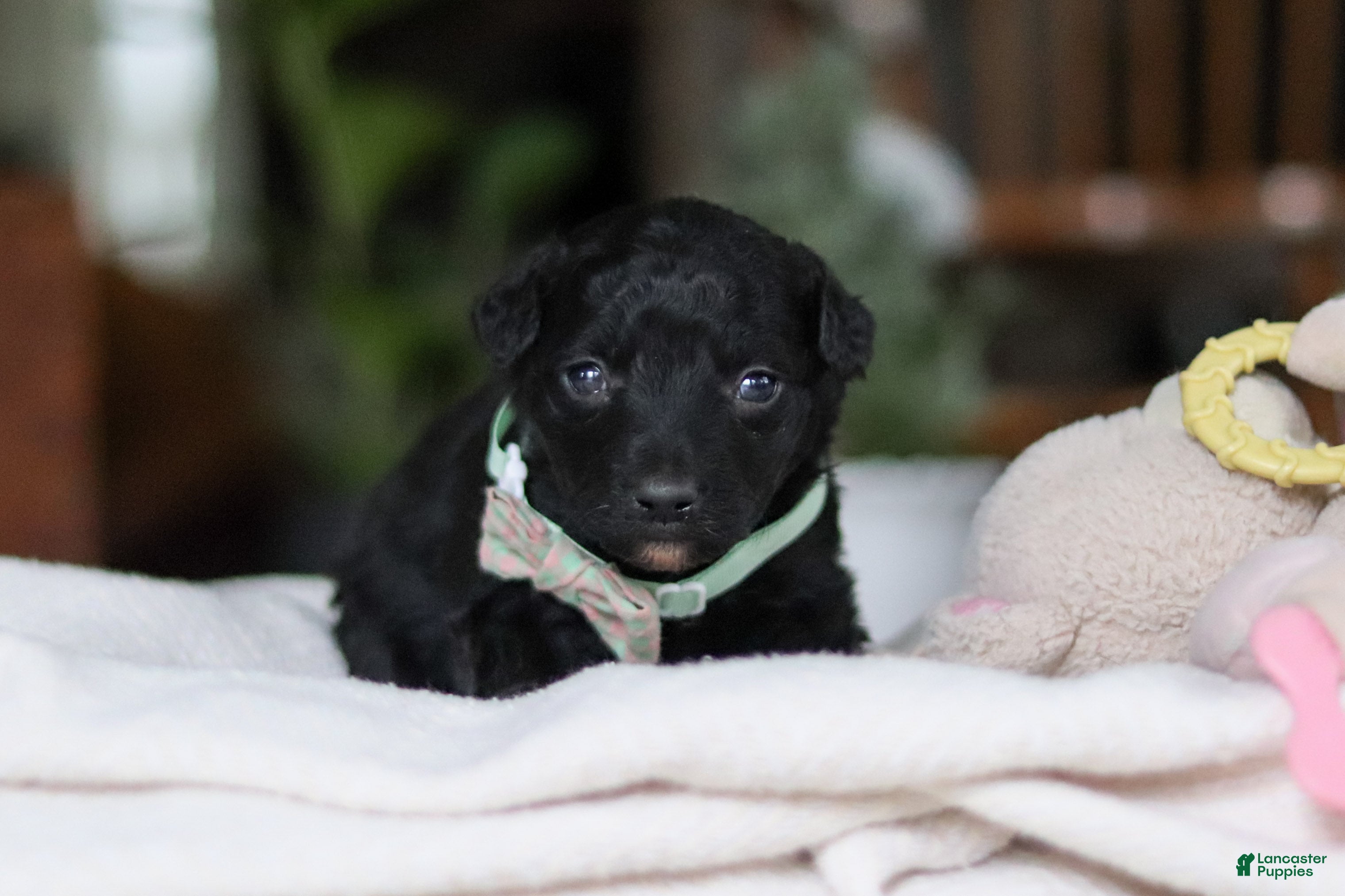 Mixed Breed dogs Shadow - Ad 40