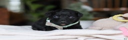 Mixed Breed dogs for sale: Shadow - Ad 1