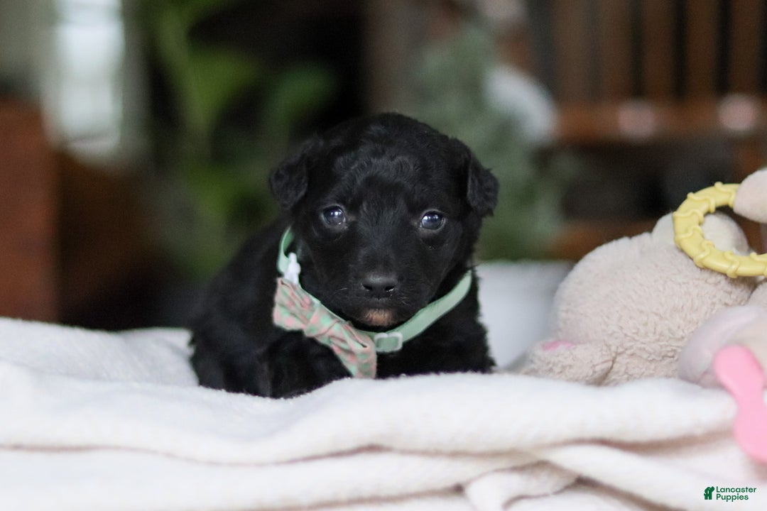 Mixed Breed dogs for sale: Shadow - Ad 1