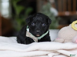 Mixed Breed dogs Shadow - Ad 40