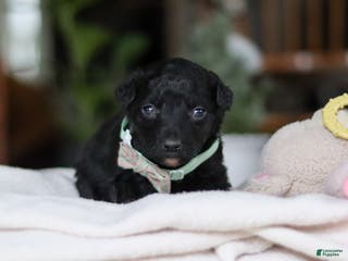 Mixed Breed dogs Shadow - Ad 42