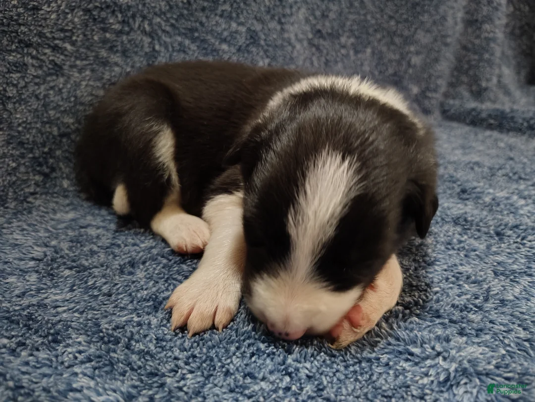 Border Collie dogs for sale: Alfie - Ad 3
