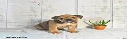 English Bulldog dogs for sale: Carmel - Ad 2
