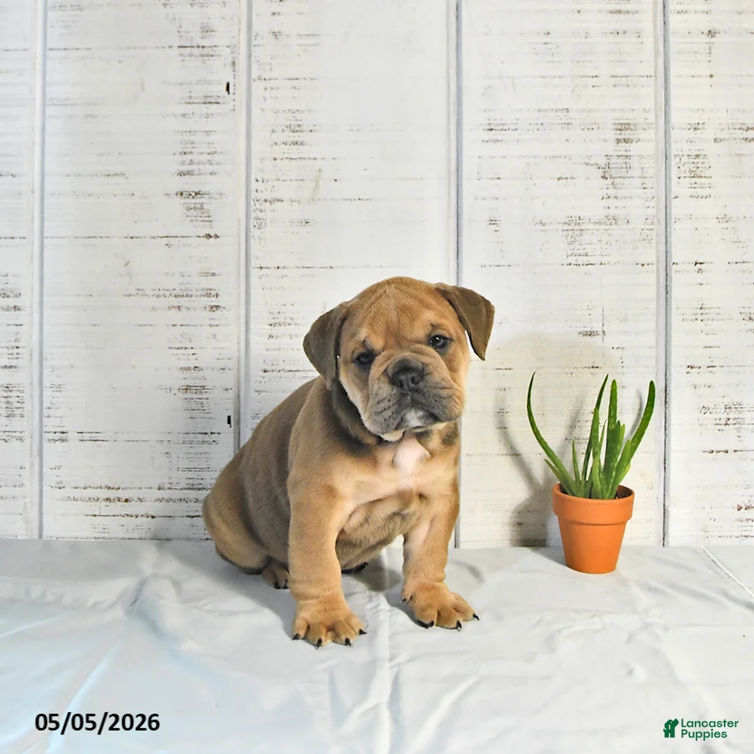 English Bulldog dogs for sale: Carmel - Ad 2