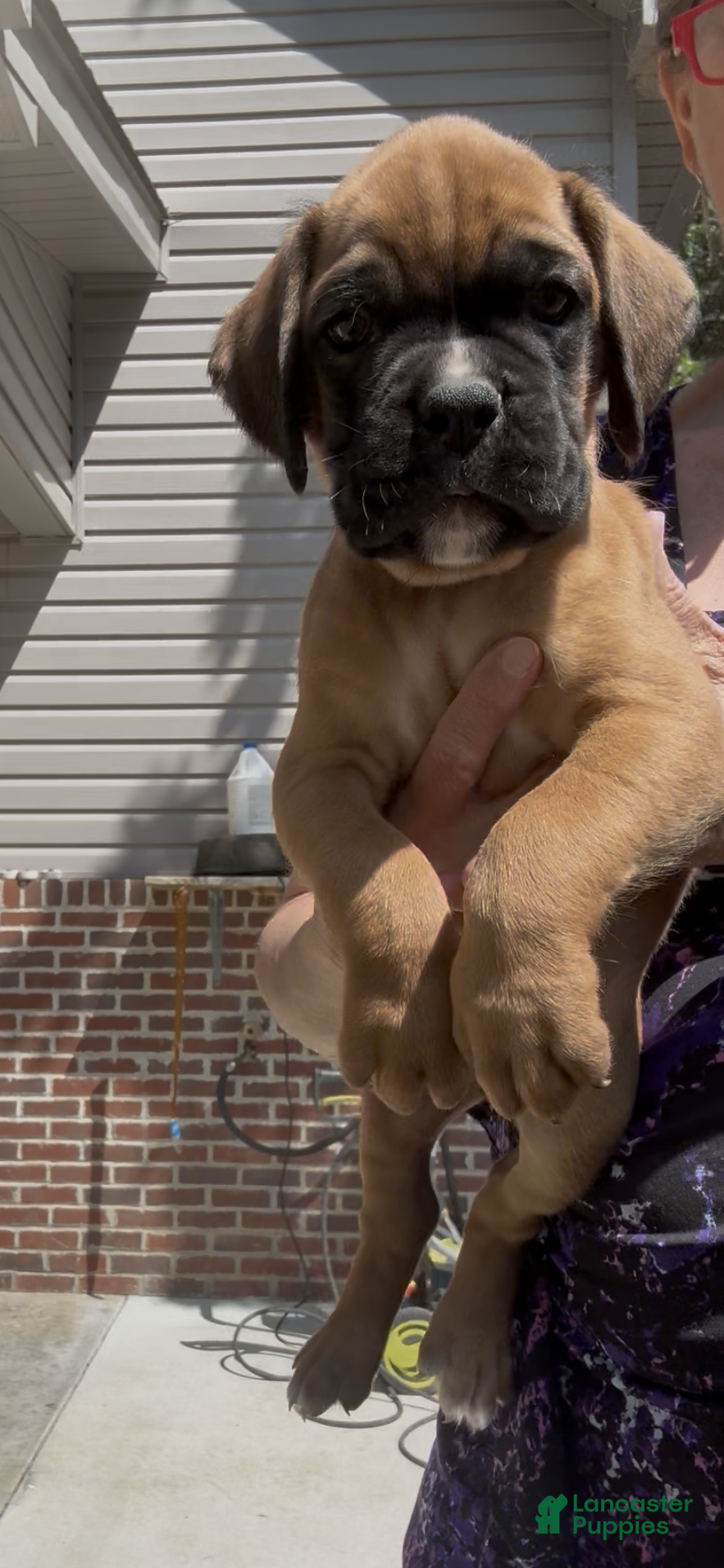 Boxer dogs Rusty AKC Euro - Ad 2