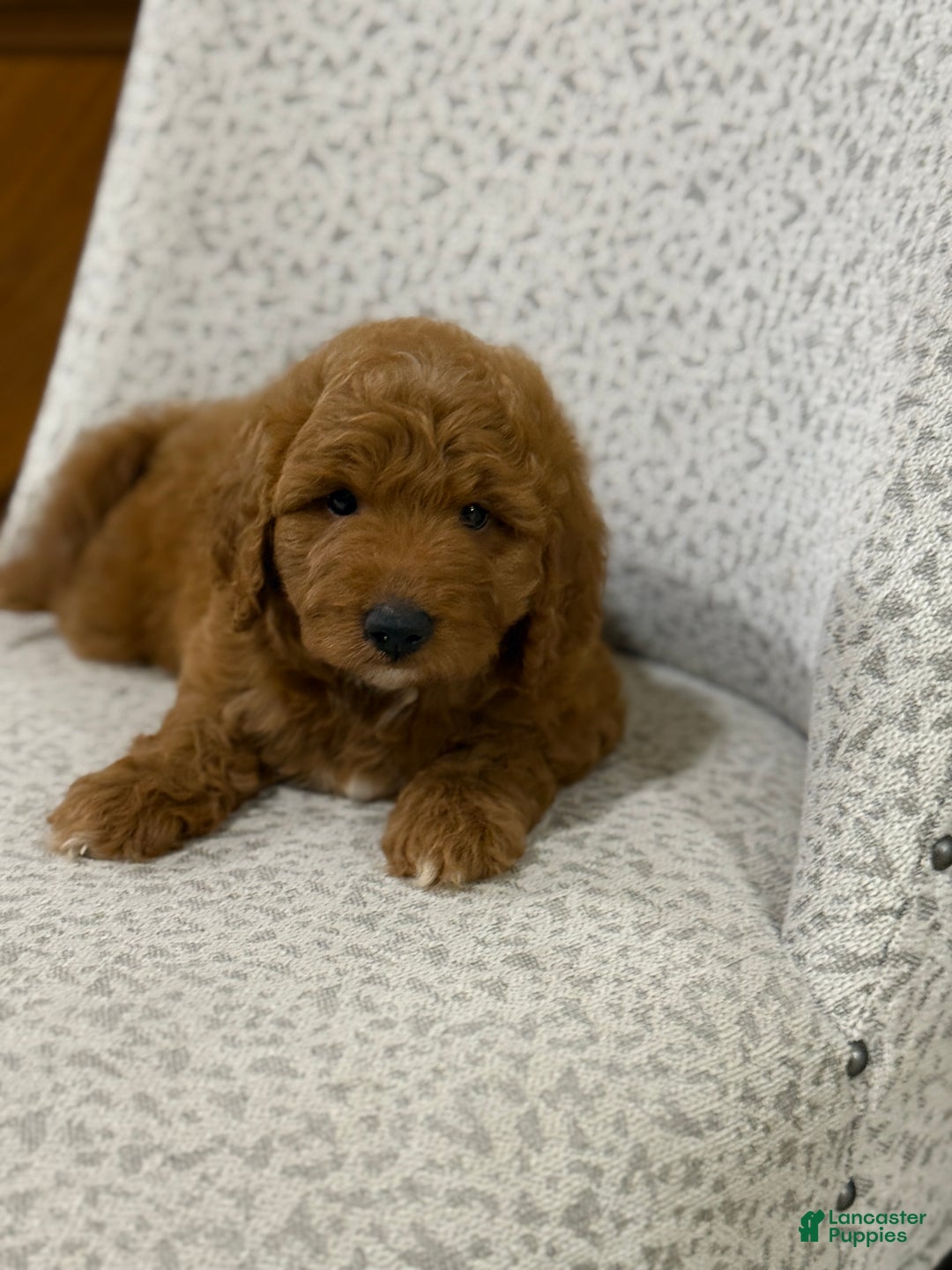 Goldendoodle dogs for sale: Pearl - Ad 3