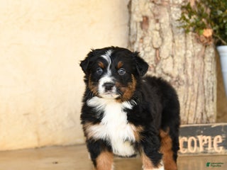 Australian Shepherd dogs Porter - Ad 3