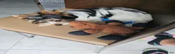 Biewer Terrier dogs for sale: Biewer Terrier Puppy 2 - Ad 3