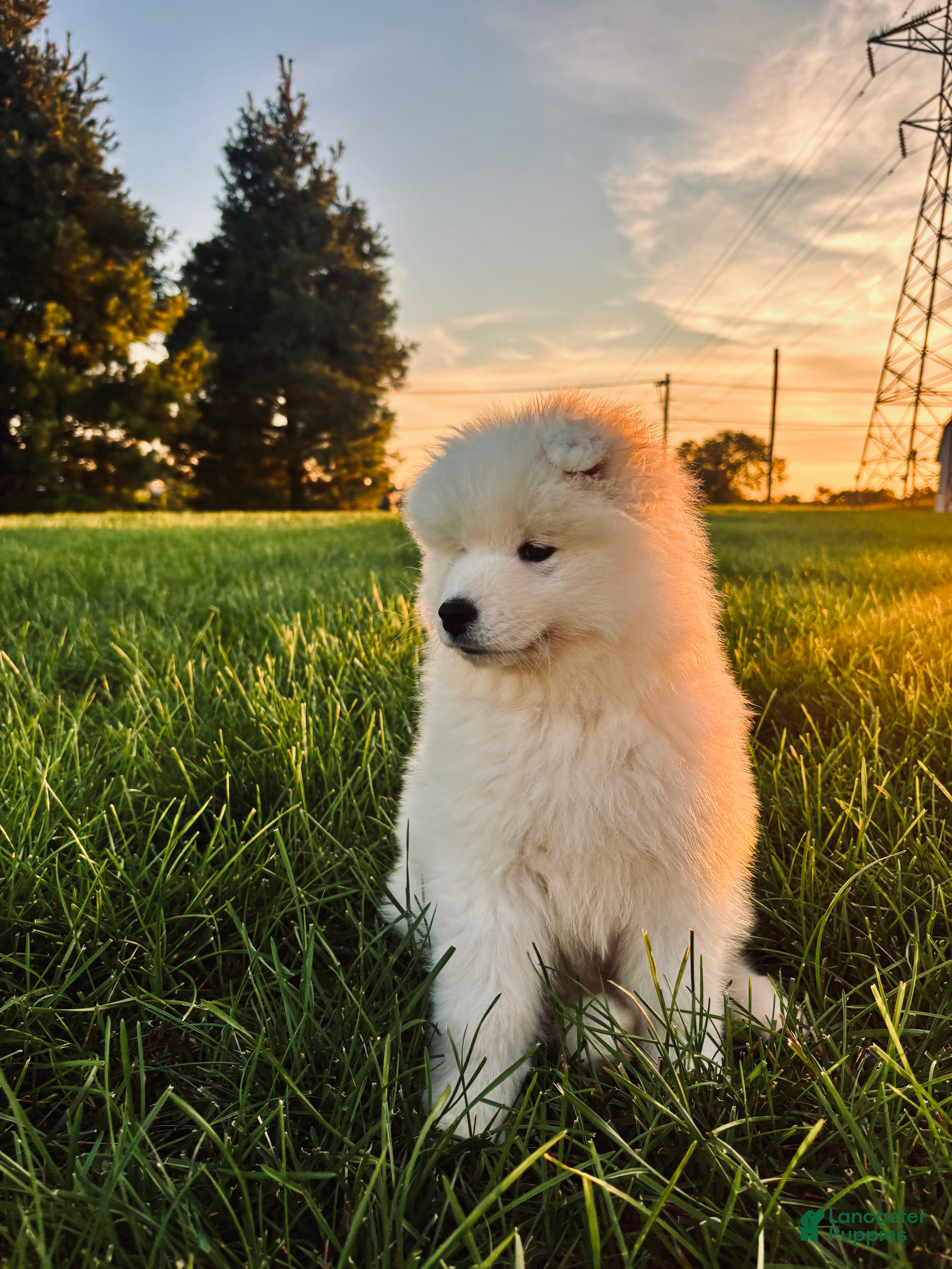 Samoyed dogs Teddy - Ad 1
