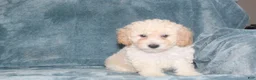 Miniature Poodle dogs for sale: Sammie  - Ad 3