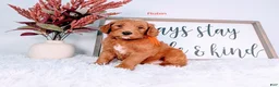 Goldendoodle dogs for sale: Robin - Ad 1