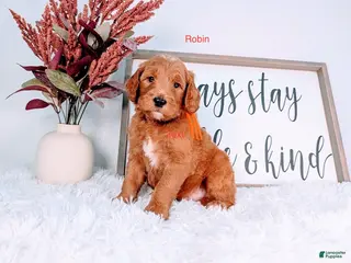 Goldendoodle dogs Robin - Ad 7