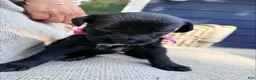 Mixed Breed dogs for sale: Precious - Ad 1
