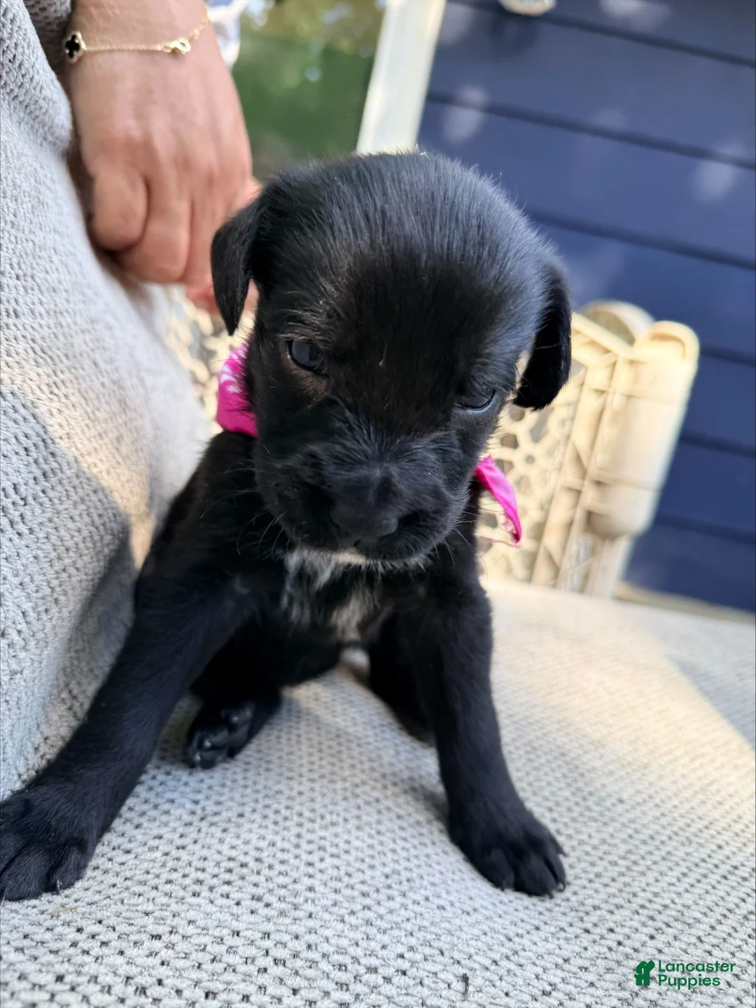 Mixed Breed dogs for sale: Precious - Ad 1