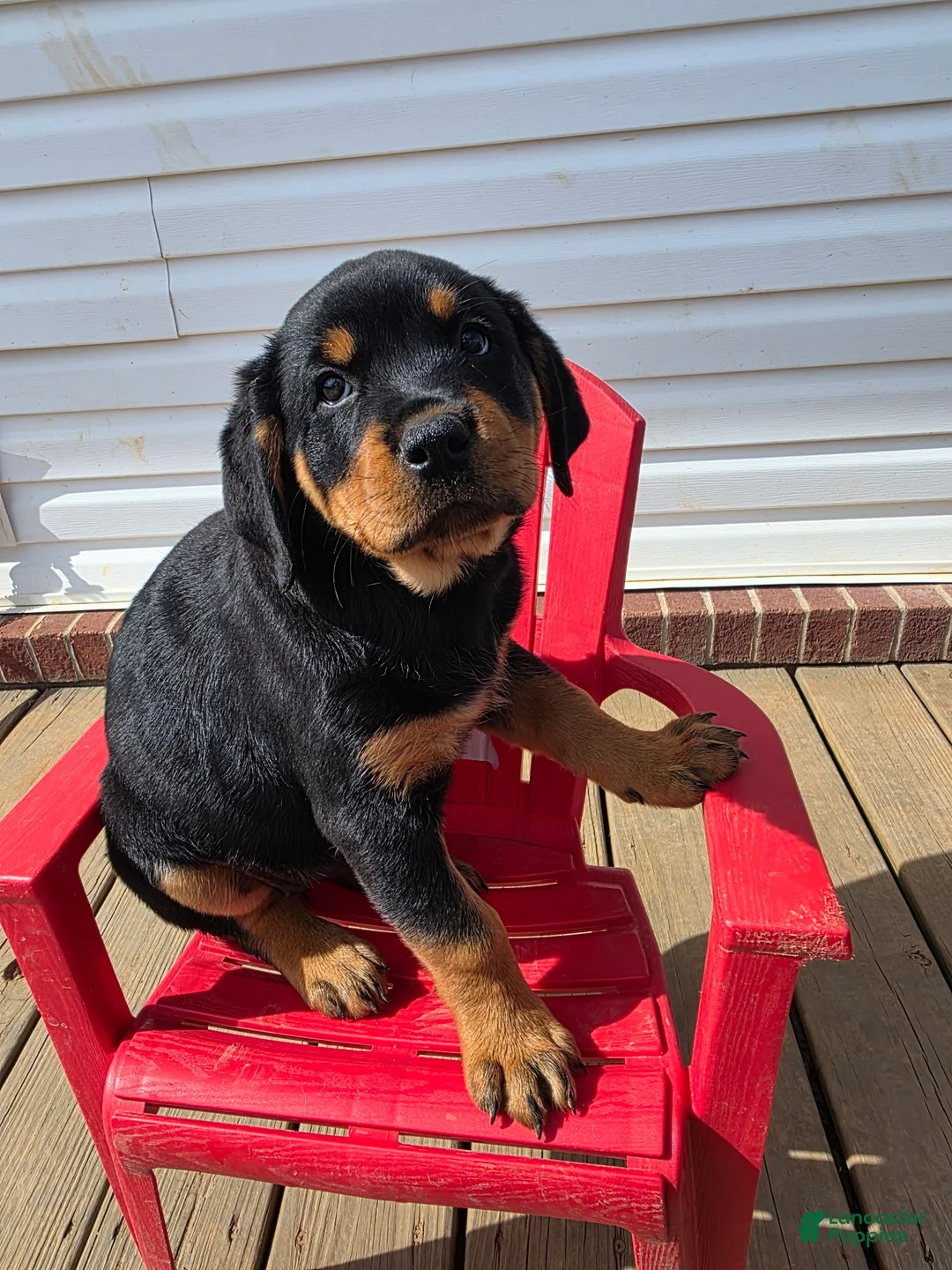 Rottweiler dogs for sale: Rottweiler Puppy 2 - Ad 1