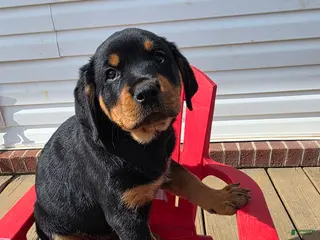 Rottweiler dogs Rottweiler Puppy 2 - Ad 6