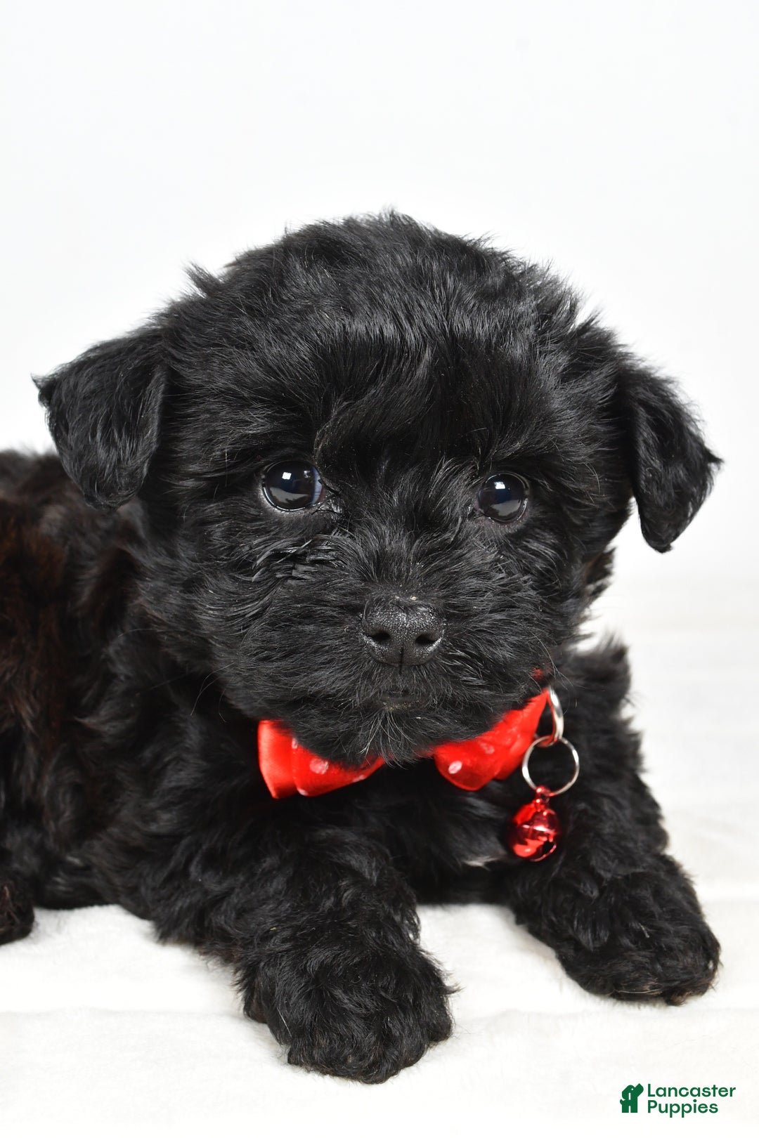 Yorkiepoo dogs for sale: Tinker - Ad 5