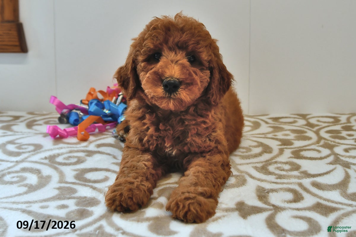 Mini Goldendoodle dogs Murphy - Ad 2