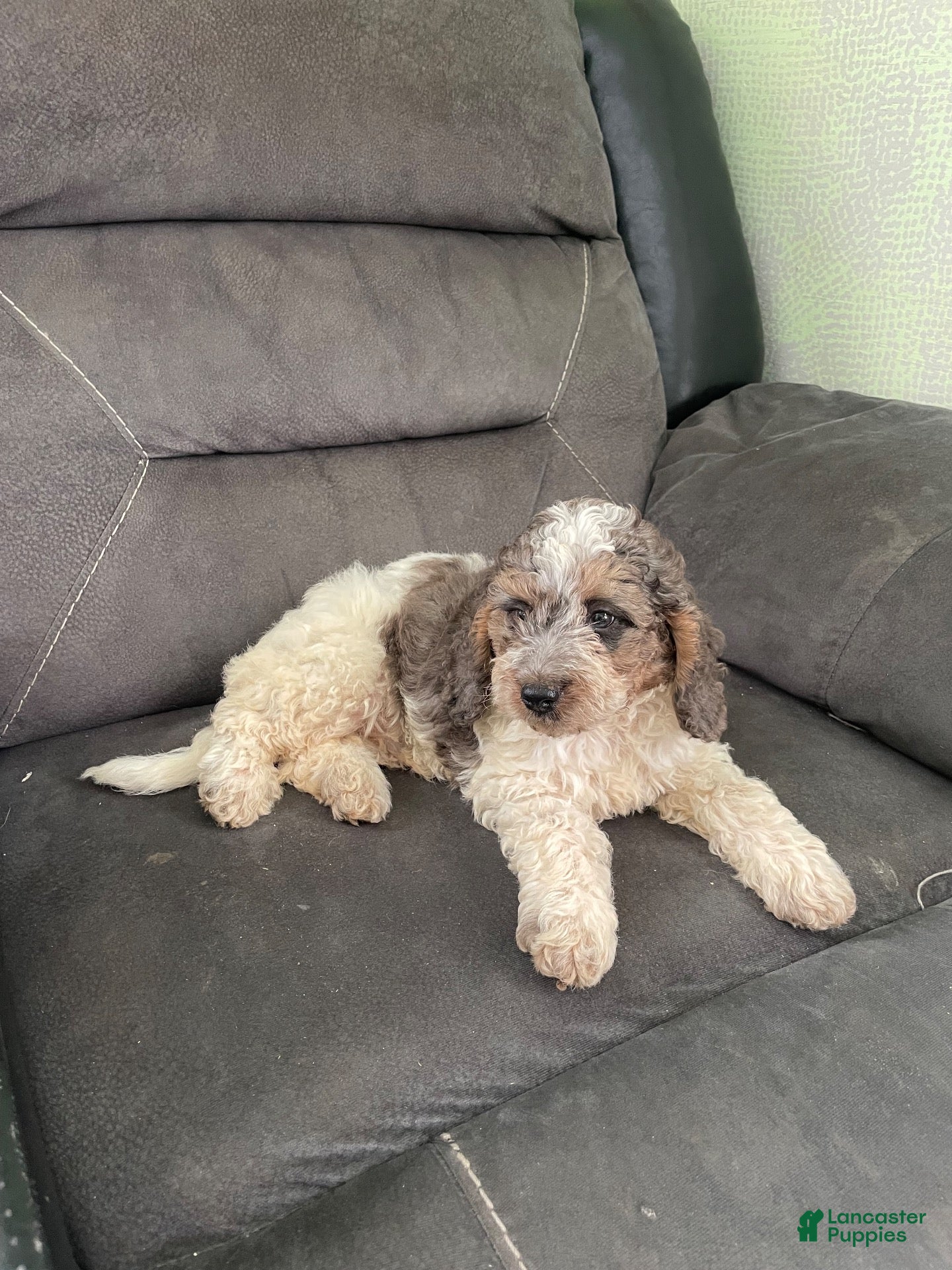 Cockapoo dogs Cockapoo 1 - Ad 1