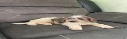 Cockapoo dogs for sale: Cockapoo 1 - Ad 1