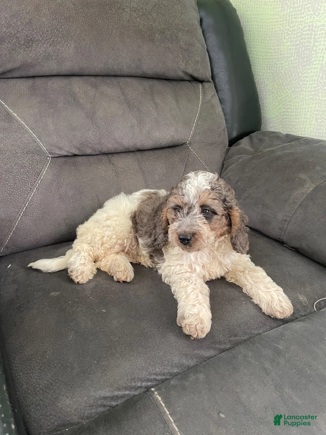 Cockapoo dogs for sale: Cockapoo 1 - Ad 1