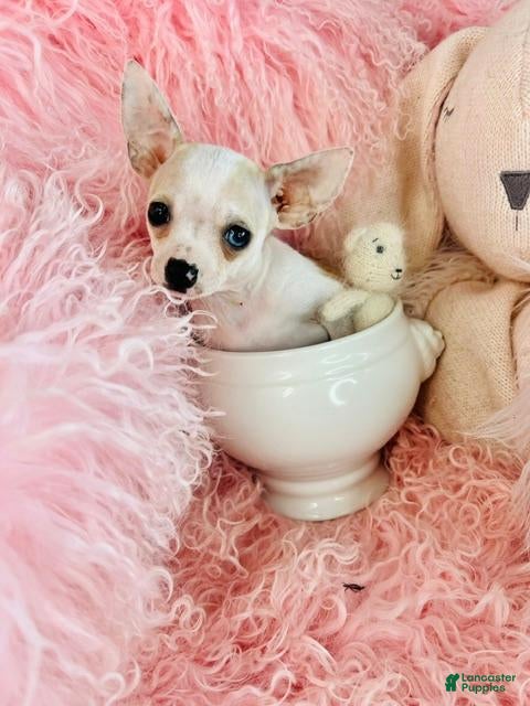 Chihuahua dogs for sale: Chihuahua 1 - Ad 1