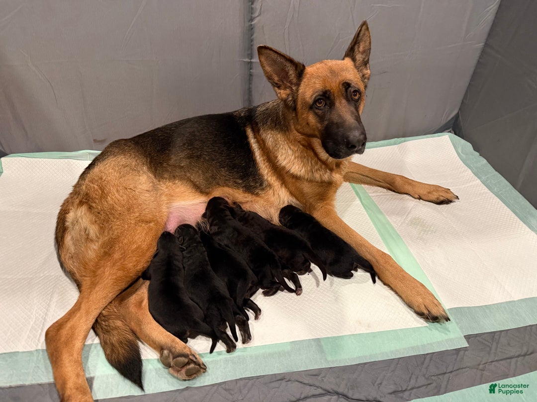 German Shepherd dogs for sale: German Shepherd Puppy 2 - Ad 1
