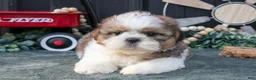 Shih Tzu dogs for sale: Conley - Ad 3