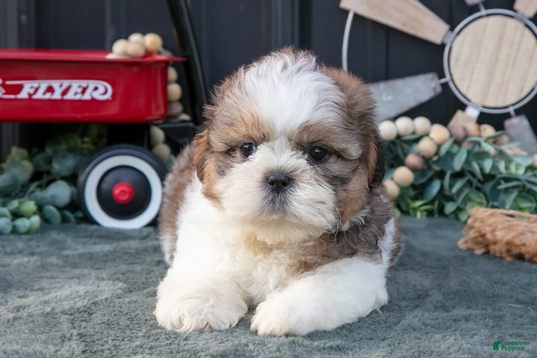Shih Tzu dogs for sale: Conley - Ad 3