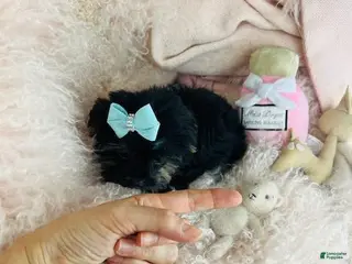 Yorkshire Terrier dogs Yorkshire Terrier Puppy 1 - Ad 23